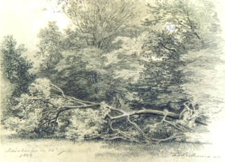 Bild Gemälde - Ferdinand Bellermann - Umgestürzter Baum