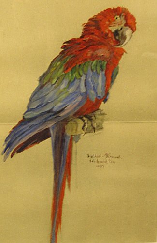 Bild Gemälde - Luise Waldeck-Pyrmont - Papagei