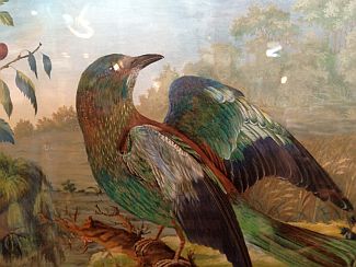 Bild Gemälde - Vogelguache 1 - Pirol und Eichelhäher